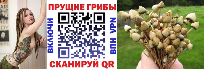 Купить закладки  Тихвин  Псилоцибиновые грибы Magic Shrooms 